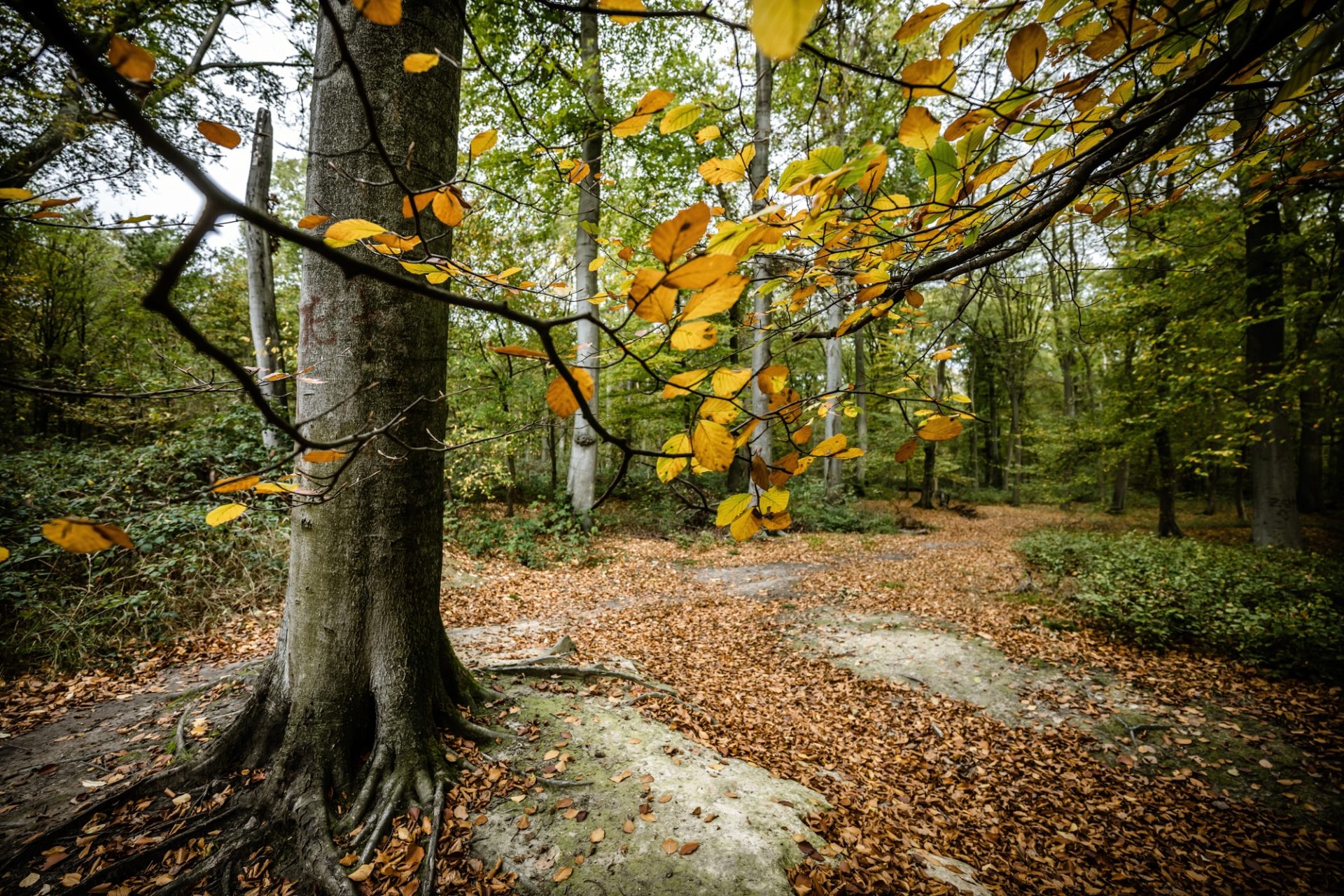 Waldzustandsbericht