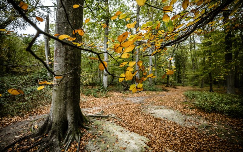 Waldzustandsbericht