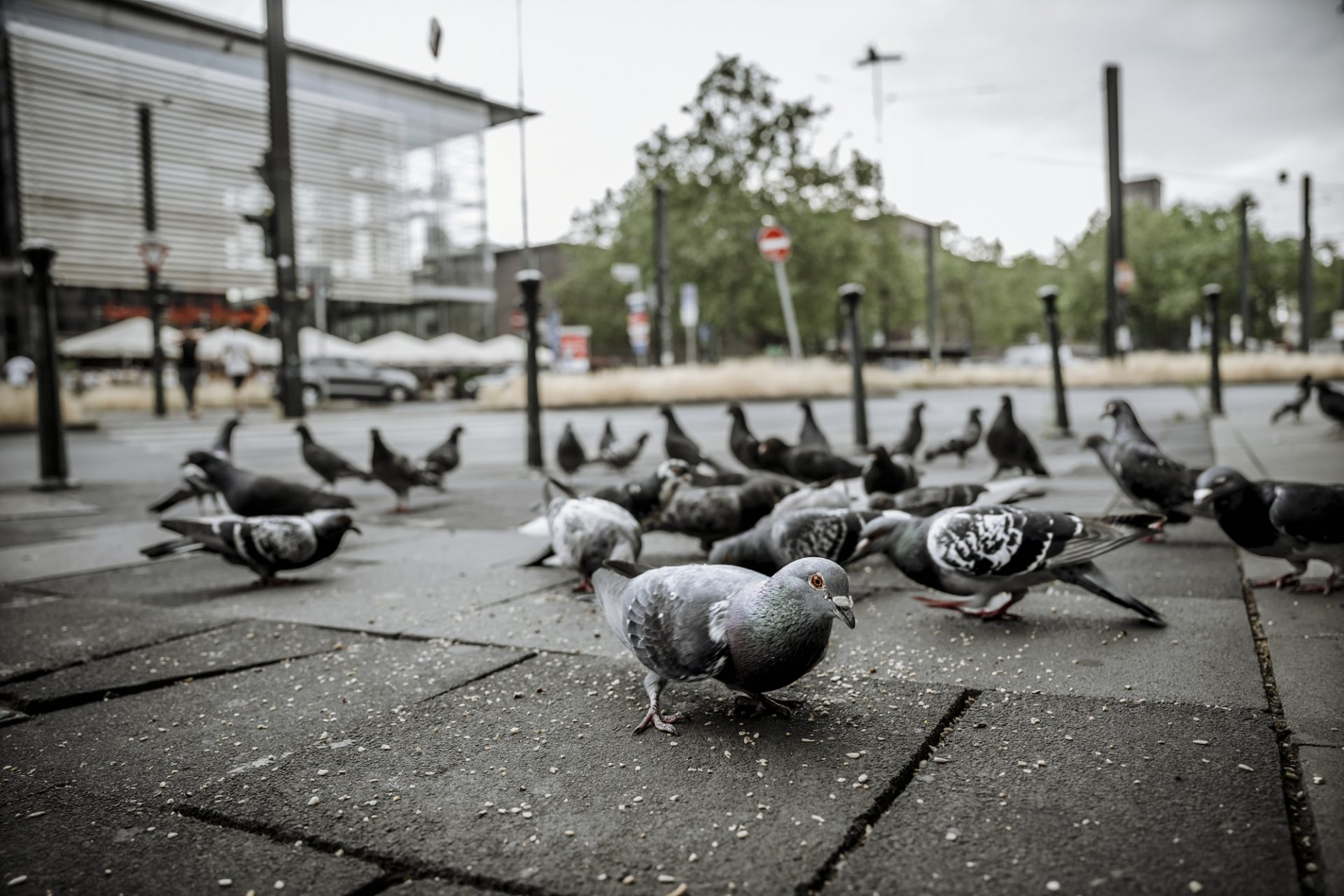 Taubenplage Düsseldorf