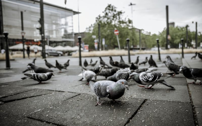 Taubenplage Düsseldorf