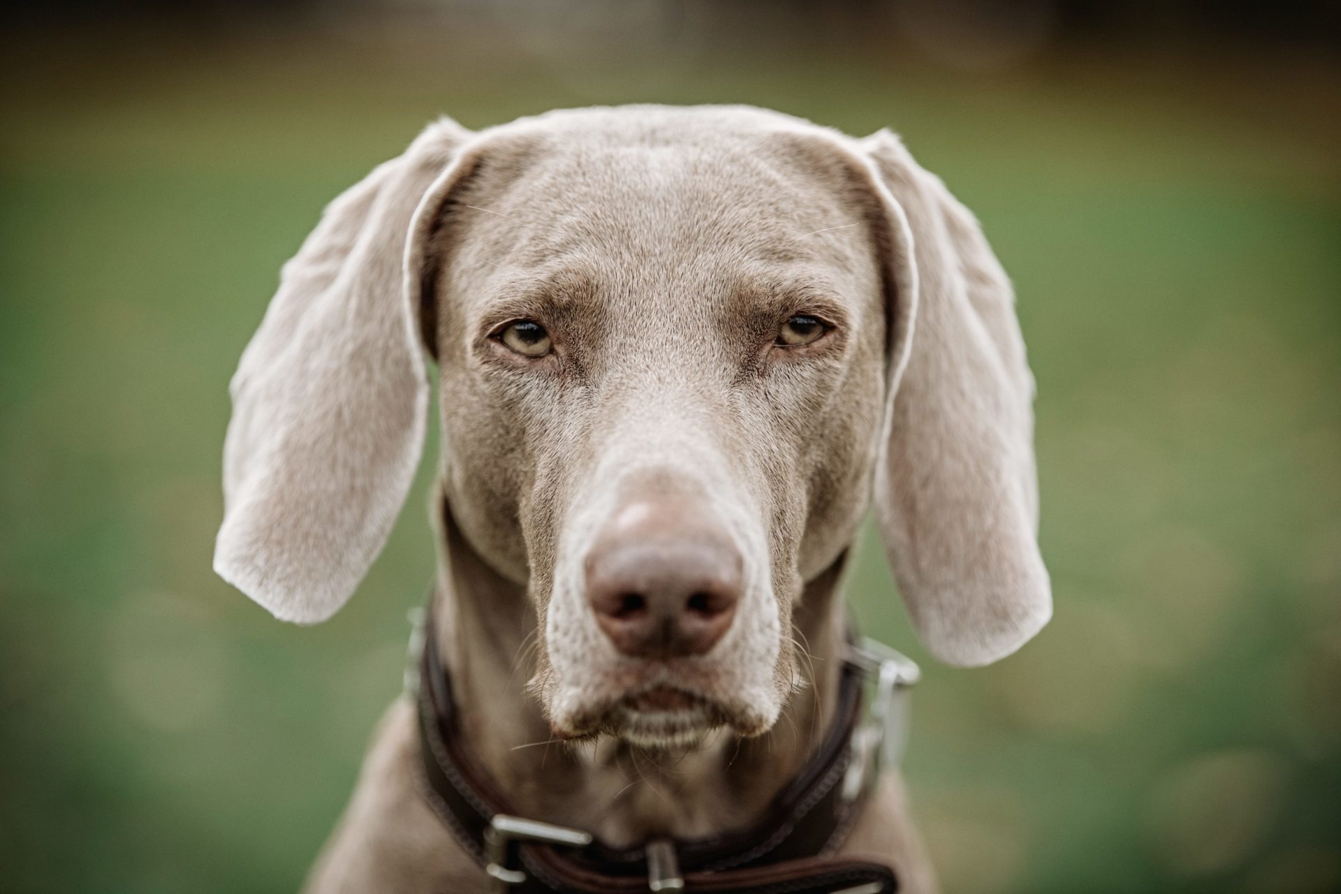 Lotte - die siebenjährige Weimaranerhündin. Foto: Andreas Endermann