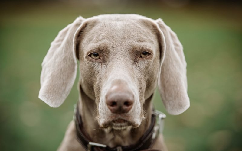 Lotte - die siebenjährige Weimaranerhündin. Foto: Andreas Endermann