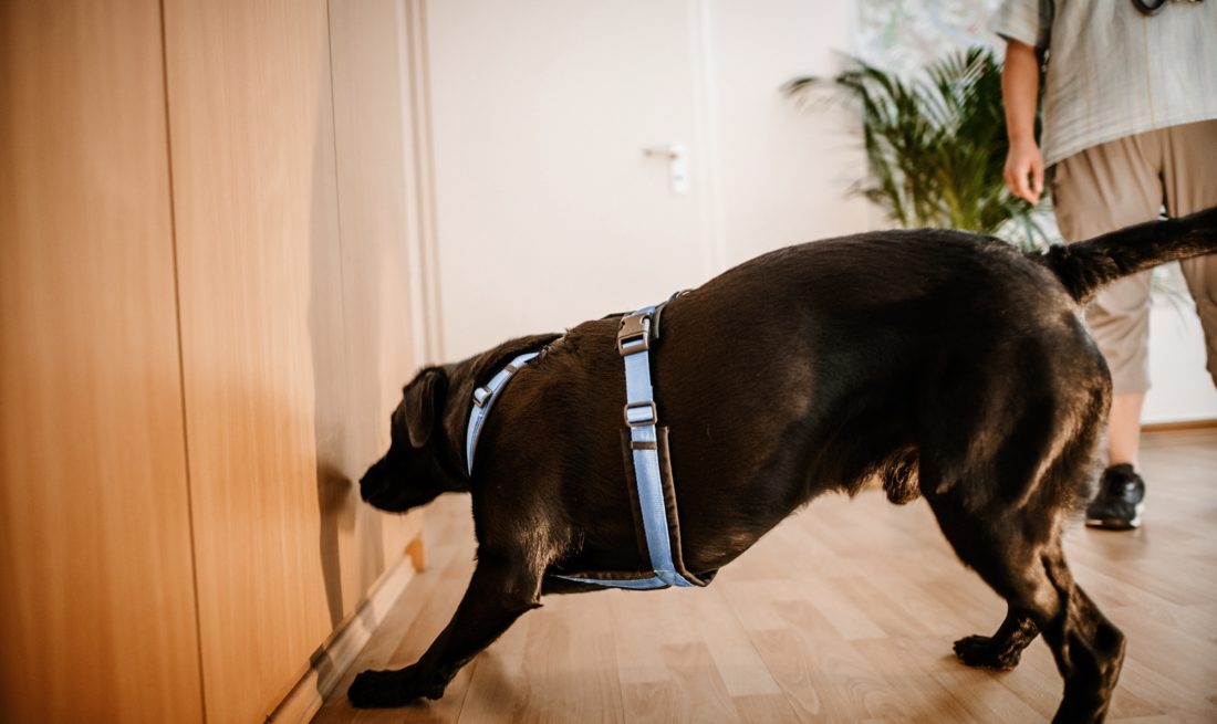 Schimmelsuchhund