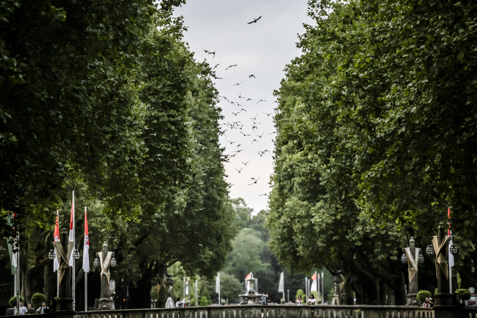 Halsbandsittiche in Düsseldorf