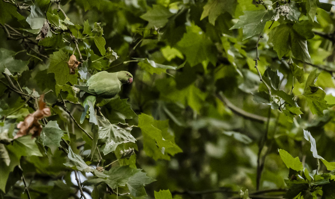 Halsbandsittich in Düsseldorf