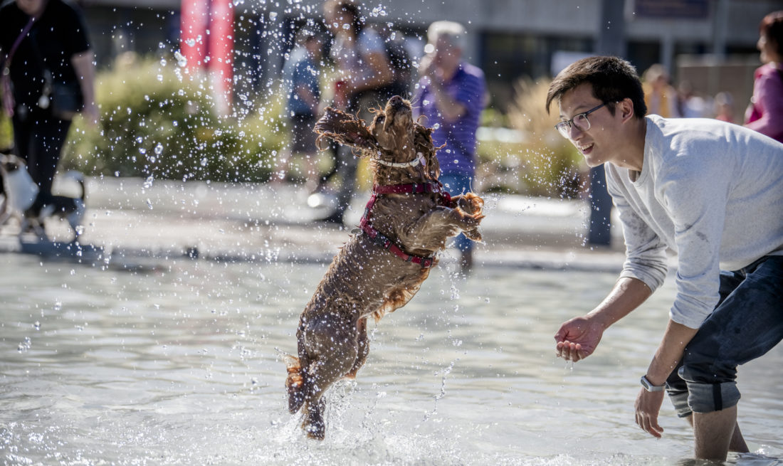 Hunde-Festival im Freibad Lörick in Düsseldorf