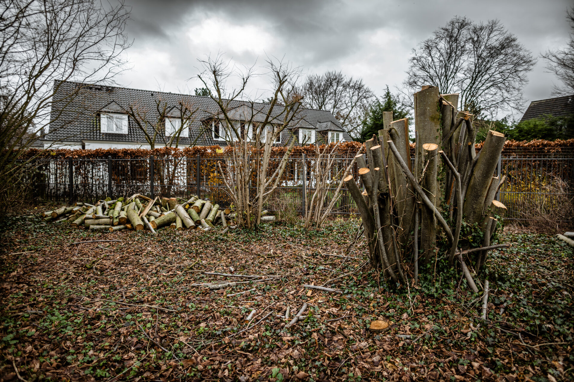 Baumfällungen im Nordpark
