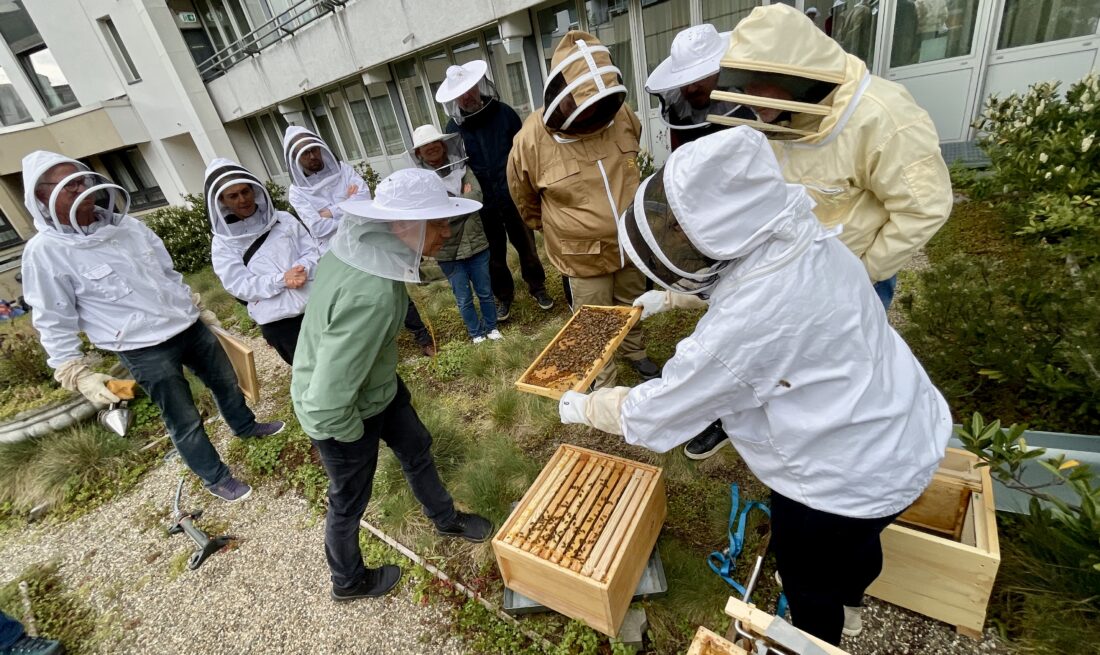 Bienenstöcke auf dem Dach des Leonardo Hotels, Düsseldorf