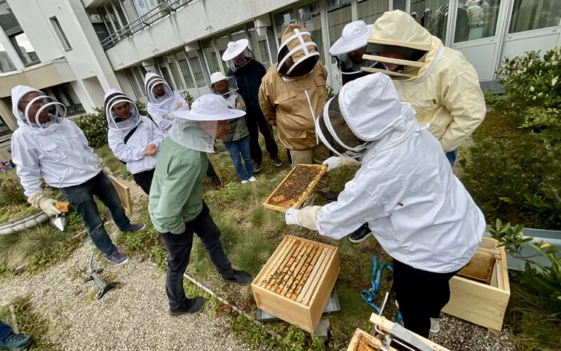 Bienenstöcke auf dem Dach des Leonardo Hotels, Düsseldorf