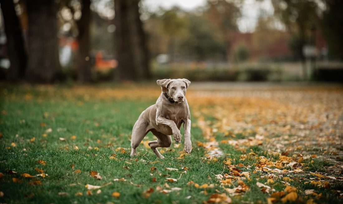 Lotte in action - wie man sieht, ist sie kein Schoßhund, sondern liebt Bewegung. Und zwar mehrmals am Tag. Foto: Andreas Endermann