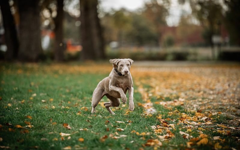 Lotte in action - wie man sieht, ist sie kein Schoßhund, sondern liebt Bewegung. Und zwar mehrmals am Tag. Foto: Andreas Endermann