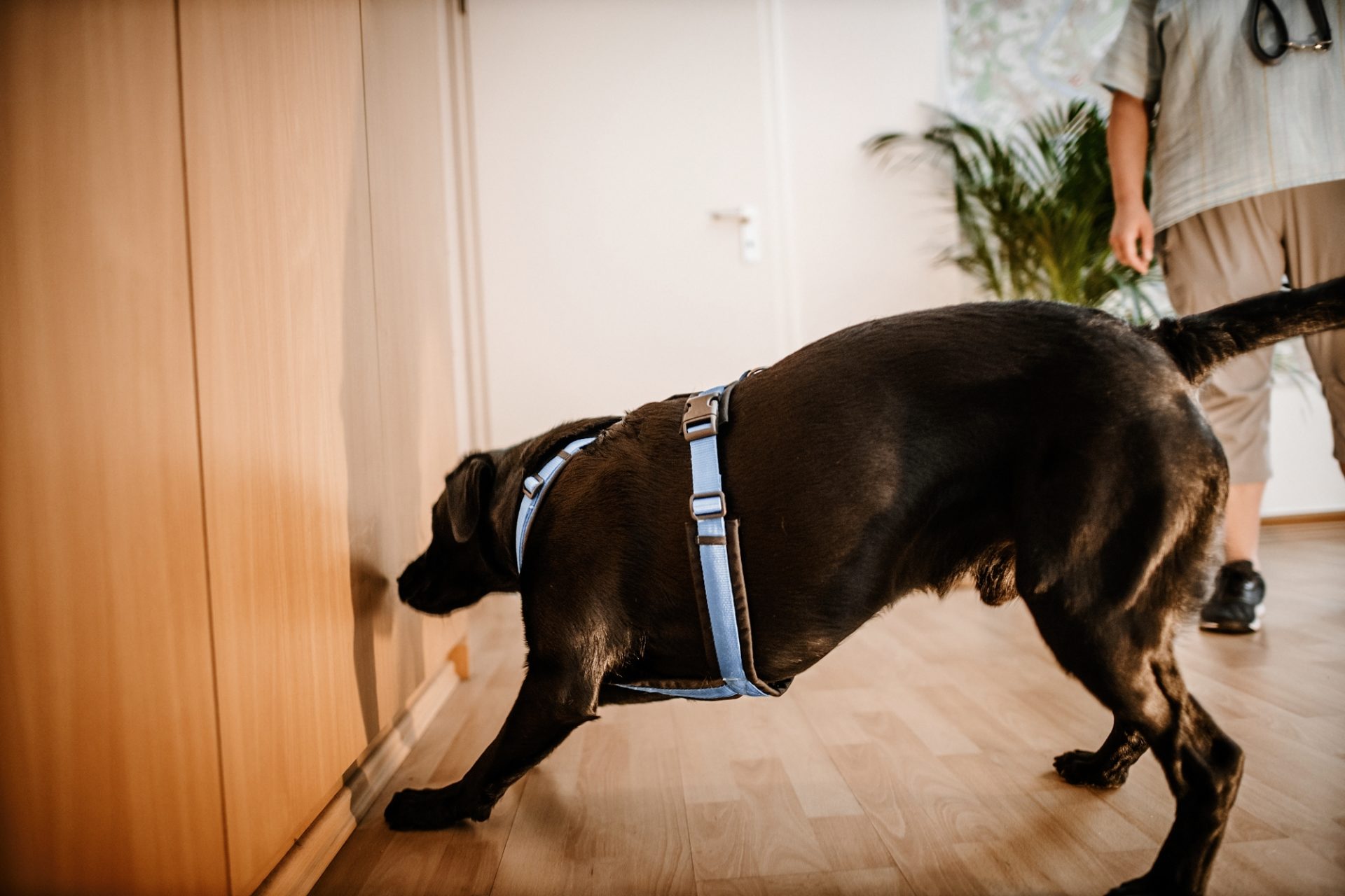 Schimmelsuchhund