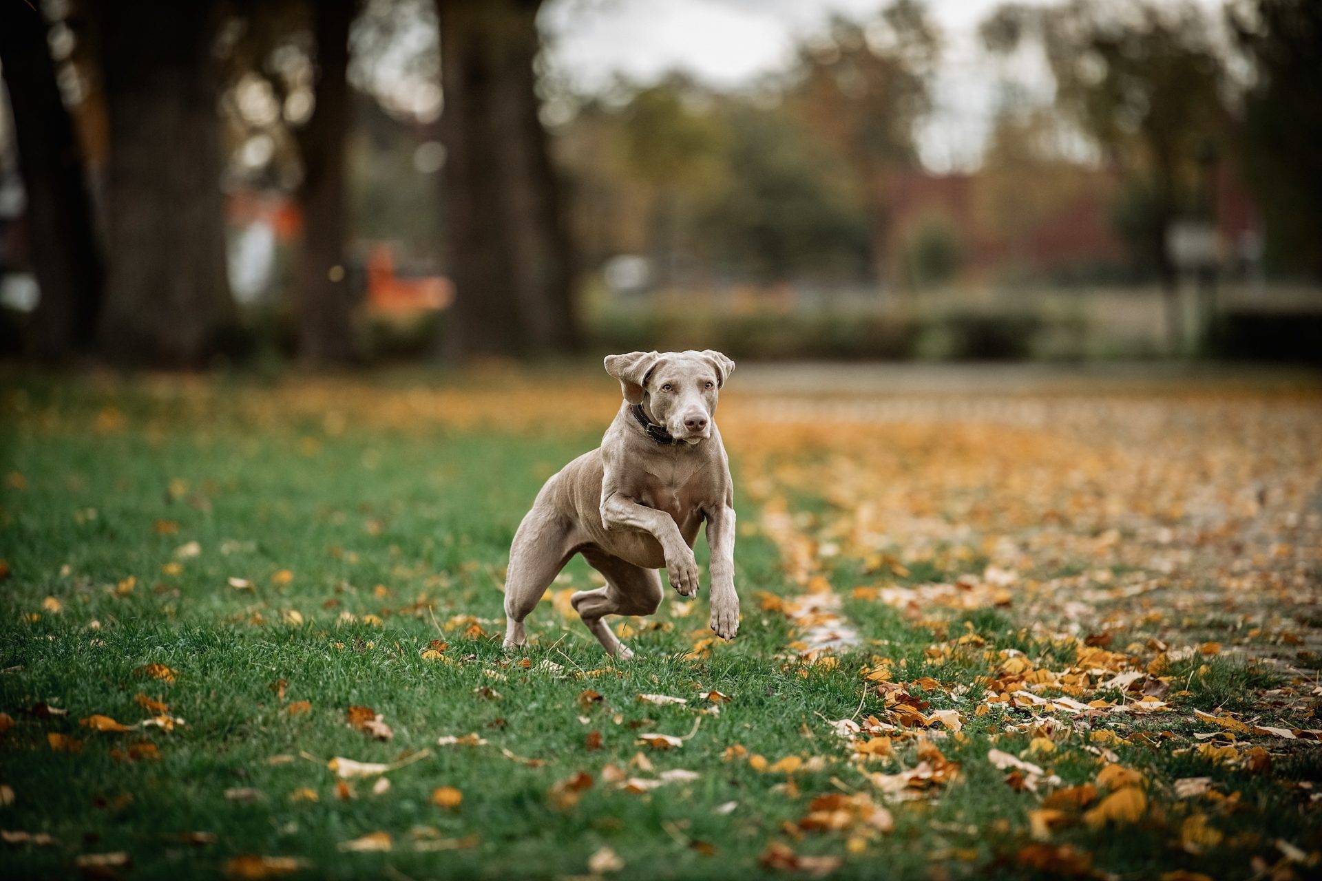 Lotte in action - wie man sieht, ist sie kein Schoßhund, sondern liebt Bewegung. Und zwar mehrmals am Tag. Foto: Andreas Endermann